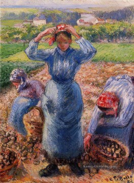  camille - Bauern ernten Kartoffeln 1882 Camille Pissarro
